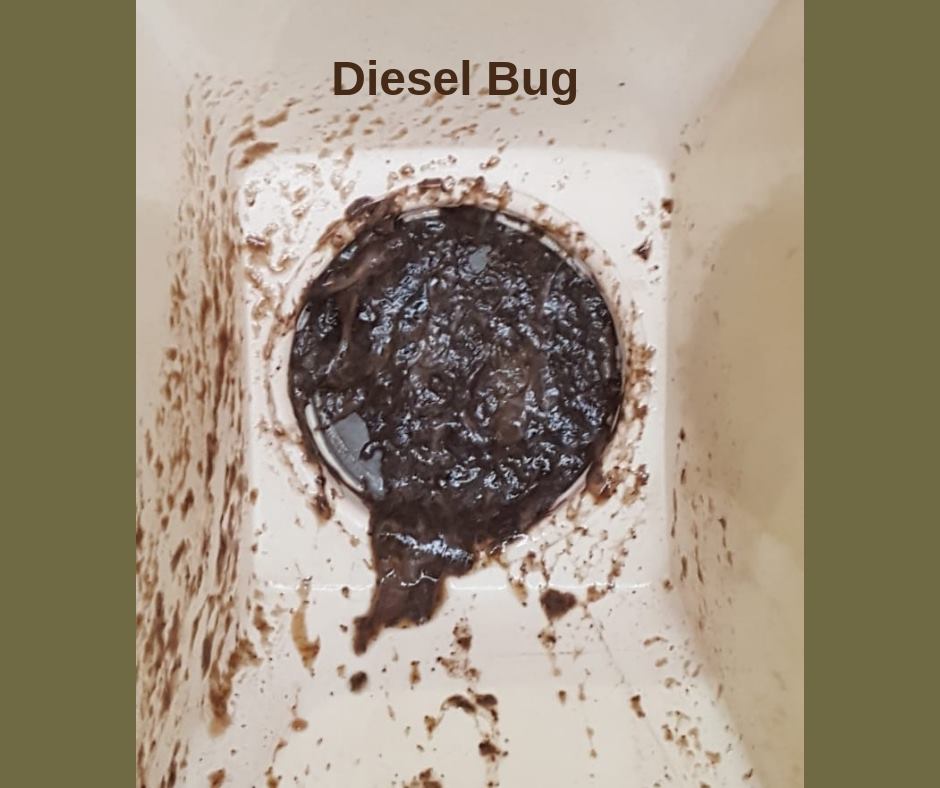 What is Diesel Bug?